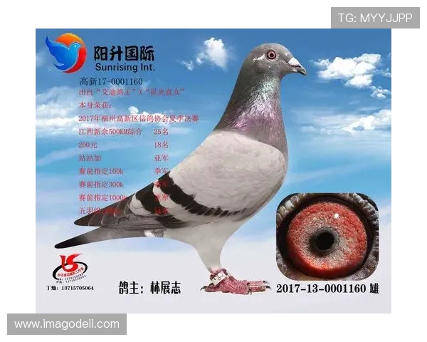 全面解析AG国际网页版登录流程，助您轻松应对登录验证与账户管理